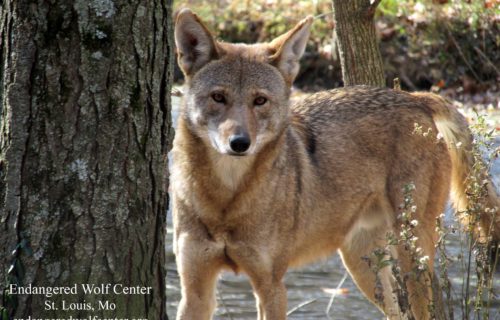 bright coral creative conservation wolf photo endangered wolf center